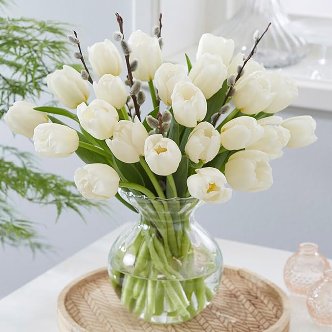 Garden State Bulb Triumph White Flag Tulip Flower Bulbs, 12/+ cm, Fall Planting(Bag of 25)