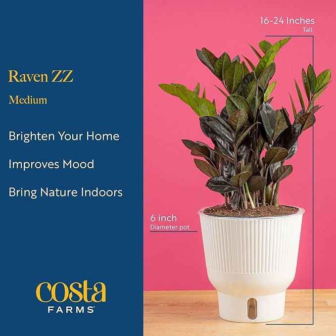 Costa Farms Raven ZZ Plant, Easy Care Indoor Houseplant, Ships in Modern White Decor Planter with Soil, Perfect Room Decor for Tabletop, Shelf, or Desk, Trending Tropicals Collection, 10-Inches Tall