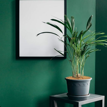 ZeeDix 3 Pack Coconut Fiber Mulch Ring, 24 Inch Coco Coir Tree Ring Mulch Mat, 100% Natural Tree Protector Mat Plant Cover Ring Coconut Coir Discs Tree Mats Mulch Rings for Indoor Outdoor Trees Plants