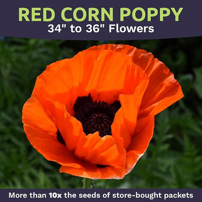 Red Poppy Seeds - Large 1 Ounce Packet - Over 200,000 Flower Seeds