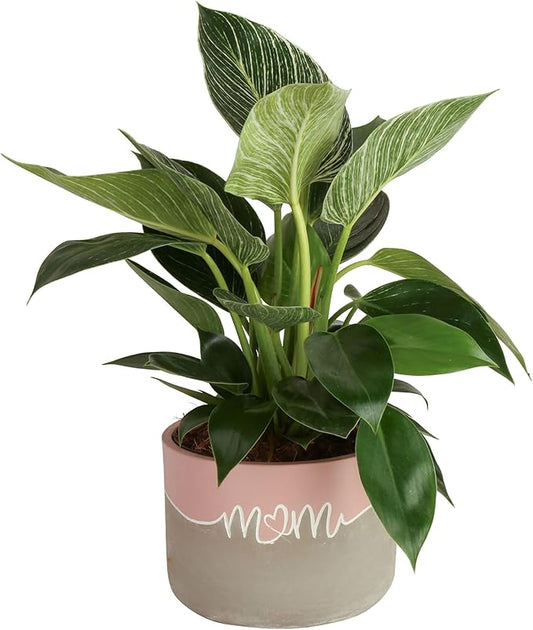 Costa Farms Live Indoor Philodendron Birkin Plant, Live Houseplant in Decor Planter, Trending Tropicals Collection, Great Mother's Day Gift, Tropical Décor, 12-Inches Tall
