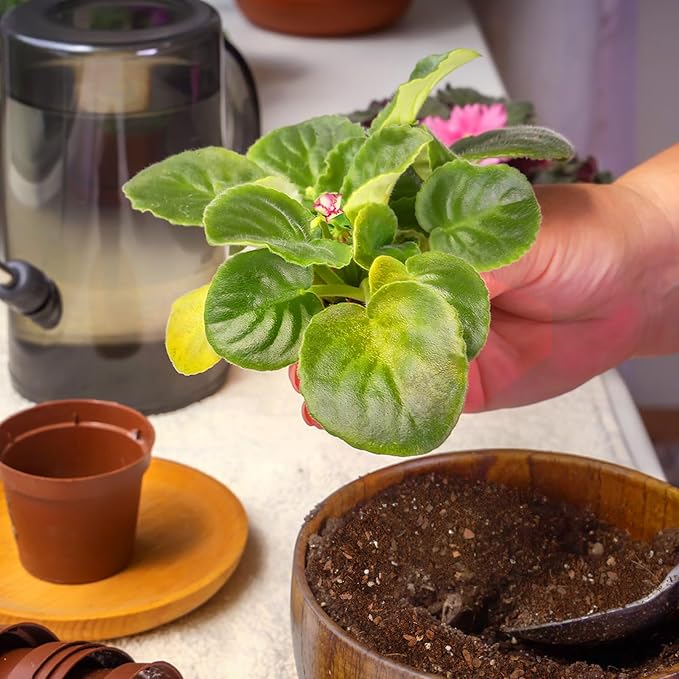 African Violet Potting Soil Mix 1qt, Pre-Mixed Acid Soil Ideal for African Violets to Ensure Optimal Nutrient Uptake and Vibrant Blooms