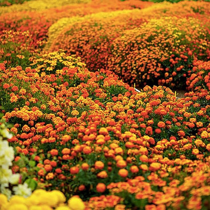 10,000+ Seeds of French Marigold Sparky Mix Seeds - Large One Ounce Bag - Good Addition to Vegetable Gardens