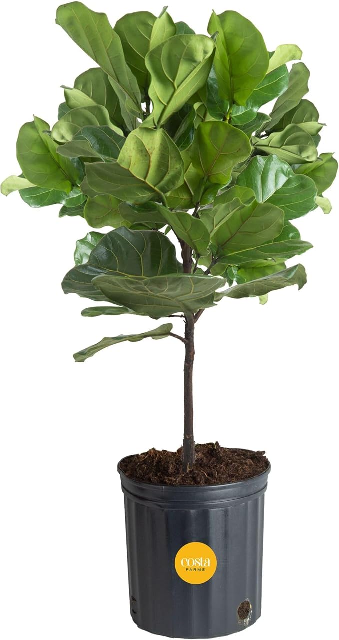 Costa Farms Fiddle Leaf Fig Tree, Live Indoor Floor Plant in Nursery Grow Pot, Clean Air Purifying Houseplant in Potting Soil, Living Room Decor, Housewarming New Home Gift, 3-4 Feet Tall