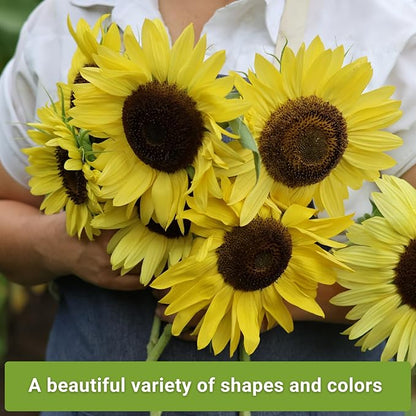 Sow Right Seeds - Sunflower Seed Collection for Planting - Includes 3 Varieties: Dwarf Sungold, Lemon Queen, and Velvet Queen - Non-GMO Heirloom Packet with Instructions - Giant and Miniature Blooms