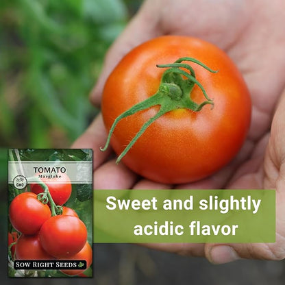 Sow Right Seeds - Marglobe Tomato Seeds for Planting - Non-GMO Heirloom Packet with Instructions to Plant and Grow a Home Vegetable Garden - Classic Medium Red Variety - Determinate Hydroponic (1)