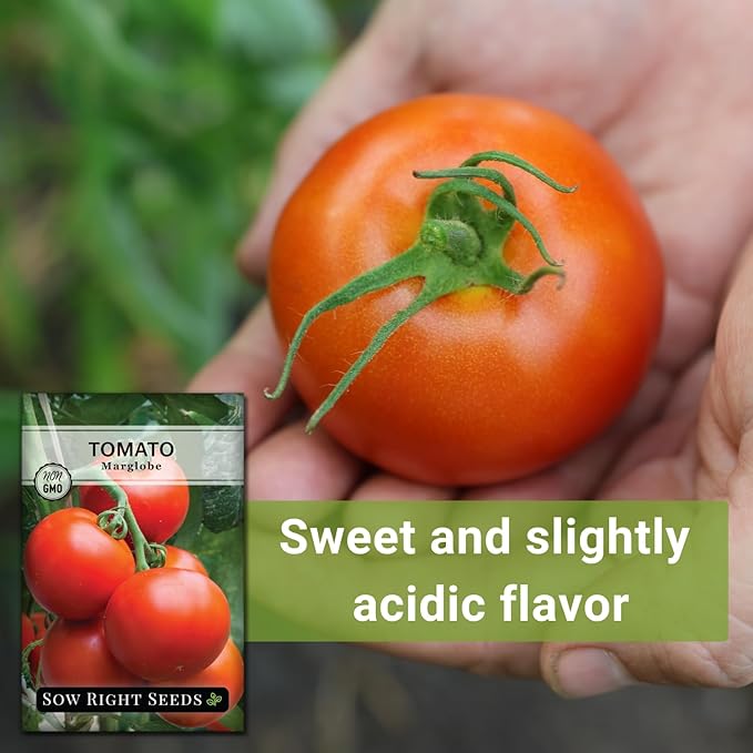 Sow Right Seeds - Marglobe Tomato Seeds for Planting - Non-GMO Heirloom Packet with Instructions to Plant and Grow a Home Vegetable Garden - Classic Medium Red Variety - Determinate Hydroponic (4)