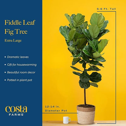 Costa Farms Fiddle Leaf Fig Tree, Live Indoor Plant in Rustic Decor Planter, Natural Air Purifying Houseplant, Housewarming, Birthday, Home Living Room, Desk and Office Decor, 3-4 Feet Tall