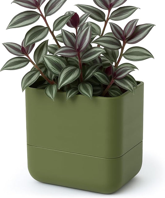 Phoenix Vine 6.5-Inch Wall Mounted Self-Watering Planter Pot for Indoor Houseplants and Herbs | Hanging Planter for Window Sills, Bathroom Walls, Home & Office Décor, Olive, Set of 1, 01-WP-C-1