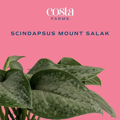 Costa Farms Scindapsus Mount Salak Live Plant, Climbing Trailing Indoor Houseplant | 12-Inches Tall | Trending Tropicals Collection | Self-Watering Pot | Easy Grow Plant for Home, Room Decor