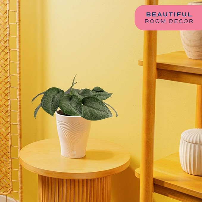 Costa Farms Scindapsus Mount Salak Live Plant, Climbing Trailing Indoor Houseplant | 12-Inches Tall | Trending Tropicals Collection | Self-Watering Pot | Easy Grow Plant for Home, Room Decor