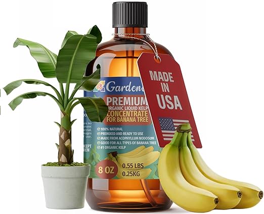 GARDENERA Premium Organic Seaweed & Kelp Superfood for Banana Trees - 8 oz - Liquid Kelp Fertilizer Concentrate (Makes 45 Gallons)