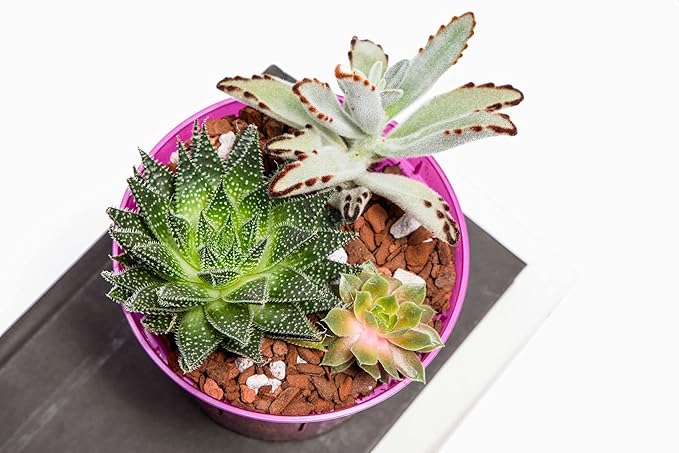 rePotme Cactus and Succulent Potting Soil Mix - Imperial Blend (Standard Bag)