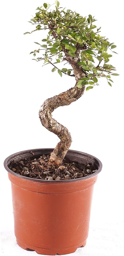 Brussel's Bonsai Live Chinese Elm Outdoor Bonsai Tree 8 Years Old 8"-10" Tall in Plastic Grower Pot, Medium