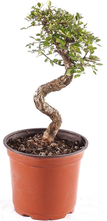 Brussel's Bonsai Live Chinese Elm Outdoor Bonsai Tree 8 Years Old 8"-10" Tall in Plastic Grower Pot, Medium