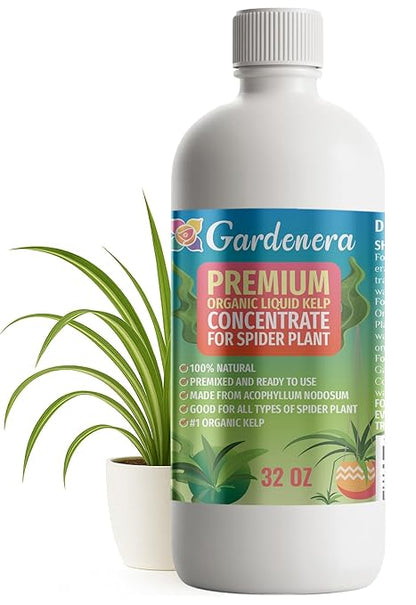 GARDENERA Premium Organic Seaweed & Kelp Superfood for Spider Plant Plants - 32 oz - Liquid Kelp Fertilizer Concentrate (Makes 180 Gallons)