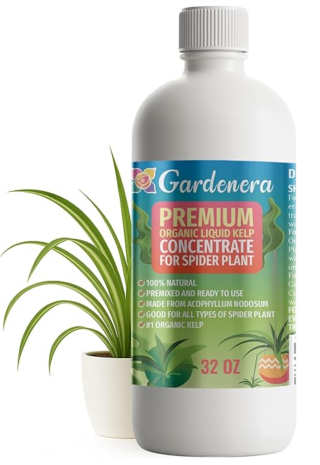GARDENERA Premium Organic Seaweed & Kelp Superfood for Spider Plant Plants - 32 oz - Liquid Kelp Fertilizer Concentrate (Makes 180 Gallons)
