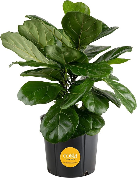 Costa Farms Fiddle Leaf Fig, Live Indoor Floor Plant, Ficus Lyrata Tropical Houseplant Potted in Potting Soil with Grow Pot, Gardening, New Home Gift, Room Décor, 1-2 Feet Tall