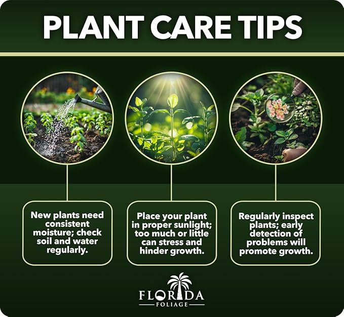 Daisy African Plants | 10 Live Seedlings | Gamolepis chrysanthemoides | Flowering Accent | Sun Loving Garden Variety