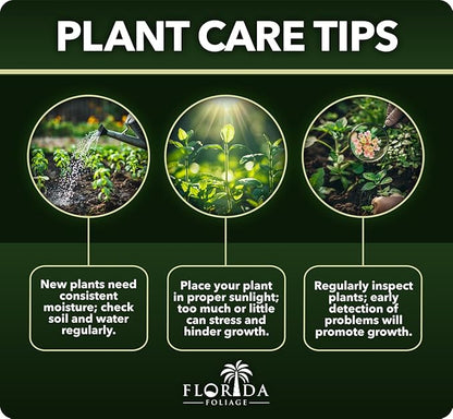 Daisy African Plants | 10 Live Seedlings | Gamolepis chrysanthemoides | Flowering Accent | Sun Loving Garden Variety