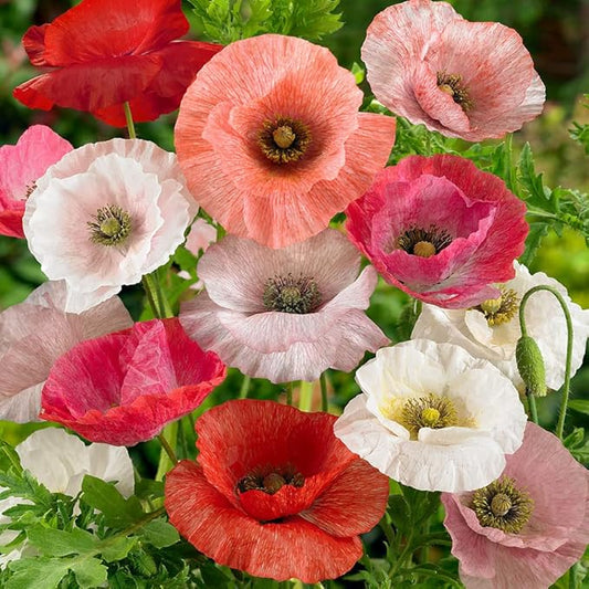 Outsidepride Mother of Pearl Poppy Seeds for Planting - 500 Pcs Annual, Drought-Tolerant & Easy to Grow Wildflower Seeds with Vibrant Mix Blooms for Landscaping, & Pollinator Garden