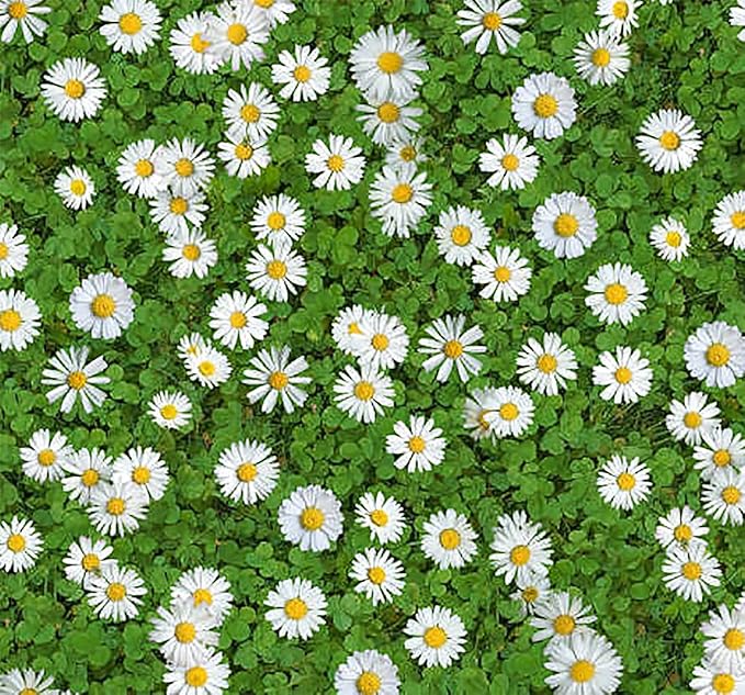 Mixed English Daisy Seeds - Beautiful Lawn Addition