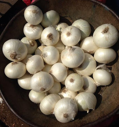 100 White Onion Bulbs for Planting, Onion Sets Fresh Bulbs Seeds for Growing