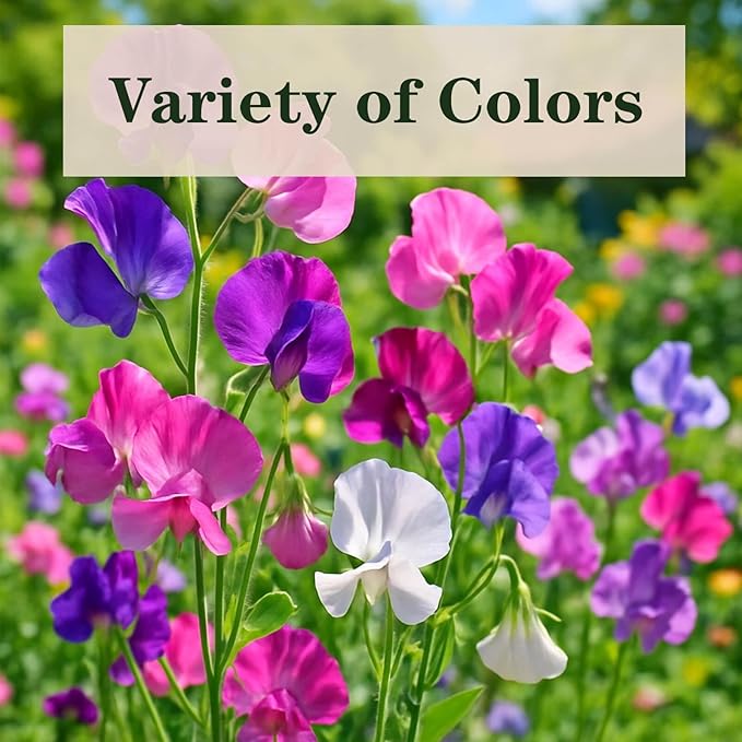 600+ Count Sweet Pea Seeds – Fragrant Flower Seeds, Easy to Grow with High Germination, Colorful Flowering Vines for Trellis, Garden Beds, Balcony, and Patio Planter