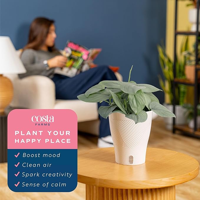 Costa Farms Scindapsus Platinum Java Live Plant, Climbing Trailing Indoor Houseplant | 12-Inches Tall | Trending Tropicals Collection | Self-Watering Pot | Easy Grow Plant for Home, Room Decor