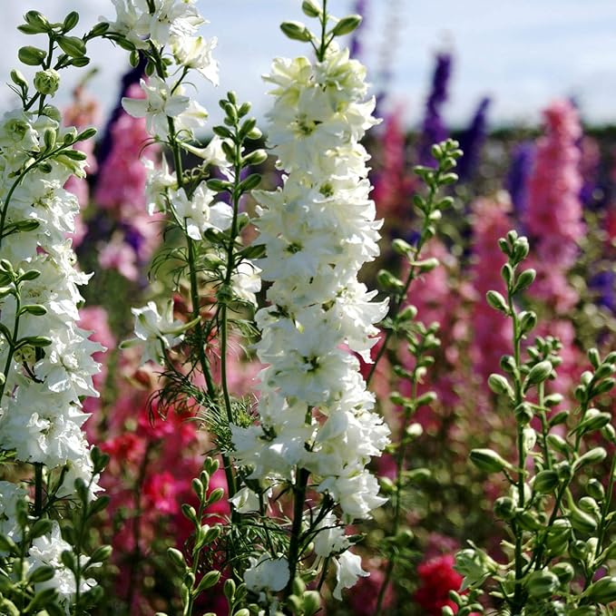 Outsidepride Delphinium White Larkspur Seeds for Planting Outdoors - 1000 Pcs Annual, Self-Seeding, Heat & Drought Tolerant Wildflower Seed, Colorful Blooms for Flower Arrangement & Pollinator Garden