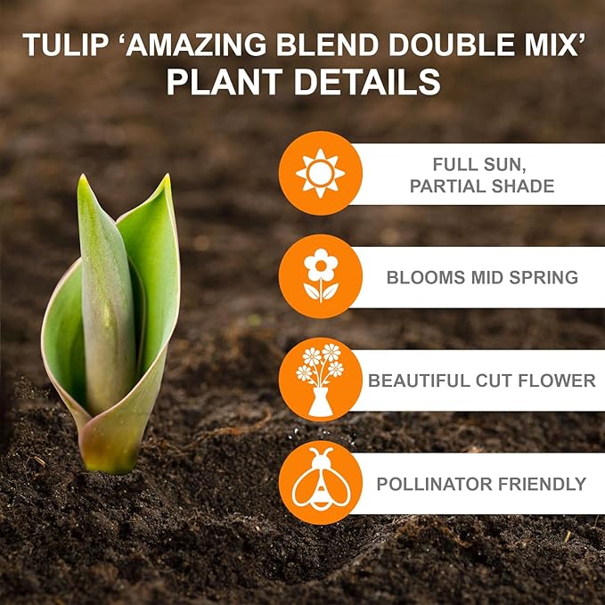 Garden State Bulb Amazing Blend Double Mix Tulip Flower Bulbs, 12/+ cm, Fall Planting (Bag of 25)