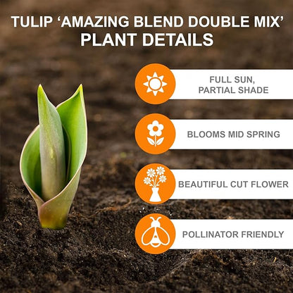 Garden State Bulb Amazing Blend Double Mix Tulip Flower Bulbs, 12/+ cm, Fall Planting (Bag of 25)