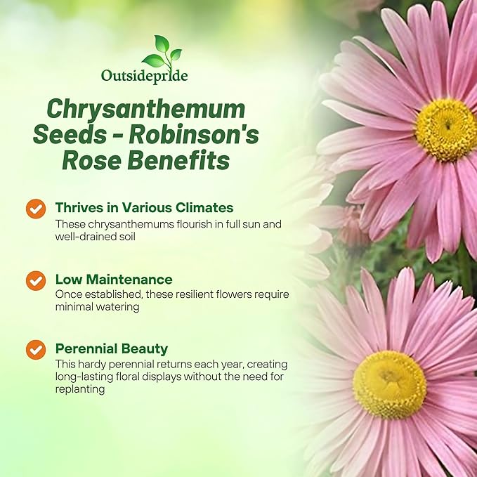 Outsidepride Robinson's Rose Chrysanthemum Seeds - 10000 Pcs. Perennial, Drought Tolerant Flower Seeds for Planting in Pollinator Gardens, Cut Flowers & Low Maintenance Landscaping