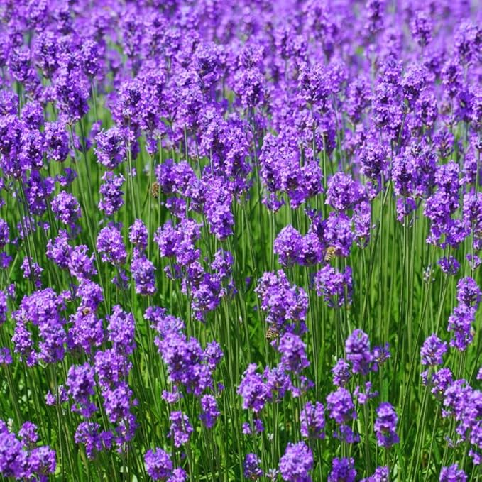Lavender Plant Live Outdoor, Live Lavender Plant, 5 Inches Pot, Fragrant Perennial Herb Gardening