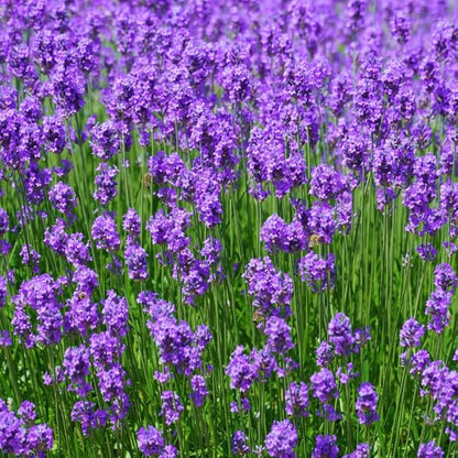 Lavender Plant Live Outdoor, Live Lavender Plant, 5 Inches Pot, Fragrant Perennial Herb Gardening