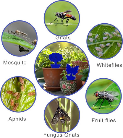 Fruit Fly Traps, 60 Pack Blue Sticky Traps, Fungus Gnat Traps, Plant Fly Stickers for Indoor and Outdoor Use Protect The Plant