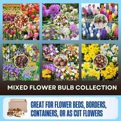 30 Mix Flower Bulbs, Assorted Bulbs for Planting, Mixed Tulips, Daffodils, Hyacinths, Allium & Iris - Colorful Hardy Perennial Flower Bulb Bulk for Spring Blooms, Fall Planting in Gardens, Borders
