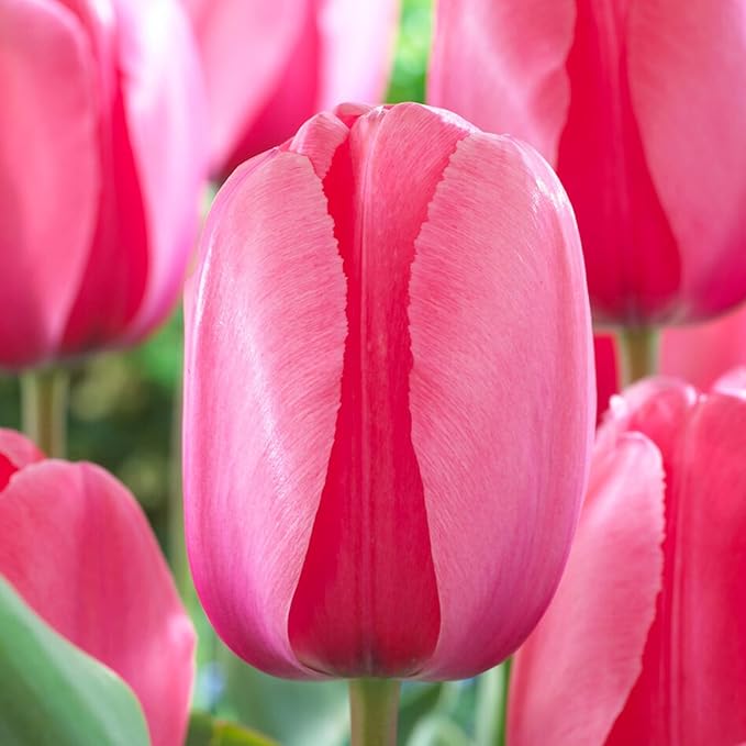 Garden State Bulb Darwin Hybrid Pink Impression Tulip Flower Bulbs, 12/+ cm, Fall Planting (Bag of 100)
