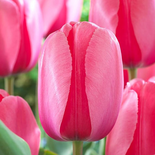 Garden State Bulb Darwin Hybrid Pink Impression Tulip Flower Bulbs, 12/+ cm, Fall Planting (Bag of 100)