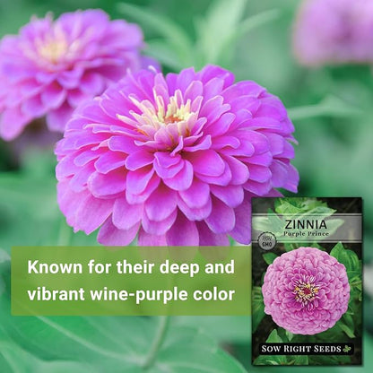 Sow Right Seeds - Purple Prince Zinnia Flower Seeds for Planting - Non-GMO Heirloom Seed - Heat & Drought Resistant - Huge Purple Blossoms - Beautiful to Plant in Your Garden - Cut and Come Again (2)