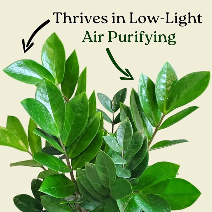 ZZ Plant Live Houseplant – Zamioculcas Zamiifolia in 6-Inch Nursery Pot – Easy Care Indoor Plant for Low Light – Air Purifying, Drought Tolerant – Overall Height 14" to 18"