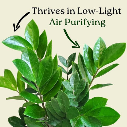 ZZ Plant Live Houseplant – Zamioculcas Zamiifolia in 6-Inch Nursery Pot – Easy Care Indoor Plant for Low Light – Air Purifying, Drought Tolerant – Overall Height 14" to 18"