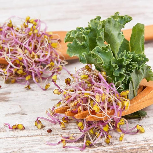 Todd's Seeds Red Russian Kale Seed - 1 Pound