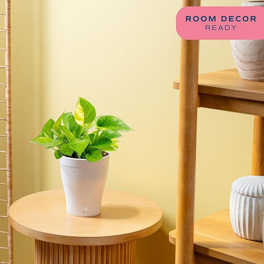 Costa Farms Lemon Top Pothos, Rare Unique Live Indoor Plant in 6-Inch Self-Watering Houseplant Pot, Potting Soil, Trending Tropicals Collection, Room and Home Decor
