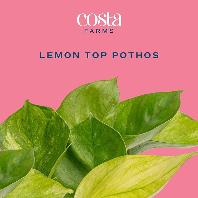 Costa Farms Lemon Top Pothos, Rare Unique Live Indoor Plant in 6-Inch Self-Watering Houseplant Pot, Potting Soil, Trending Tropicals Collection, Room and Home Decor
