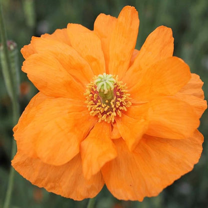 Outsidepride Double Tangerine Gem Poppy Seeds for Planting - 500 Pcs Perennial, Drought-Tolerant & Easy to Grow Wildflower Seeds with Vibrant Orange Blooms for Landscaping, & Pollinator Garden
