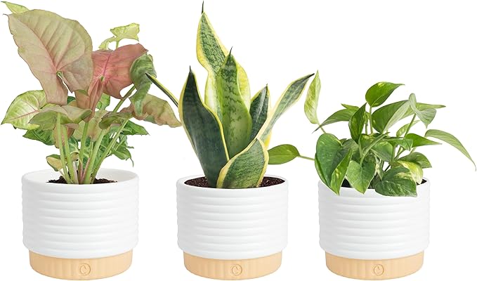 Costa Farms Live Indoor Plants in Decorative Pots, Easy to Maintain, Air Purifying Houseplants, Assorted Varieties, Room or Home Decor, House Warming Gift, 8-12 Inches Tall, Pack of 3
