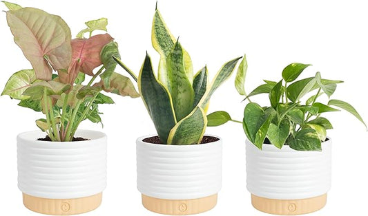 Costa Farms Live Indoor Plants in Decorative Pots, Easy to Maintain, Air Purifying Houseplants, Assorted Varieties, Room or Home Decor, House Warming Gift, 8-12 Inches Tall, Pack of 3