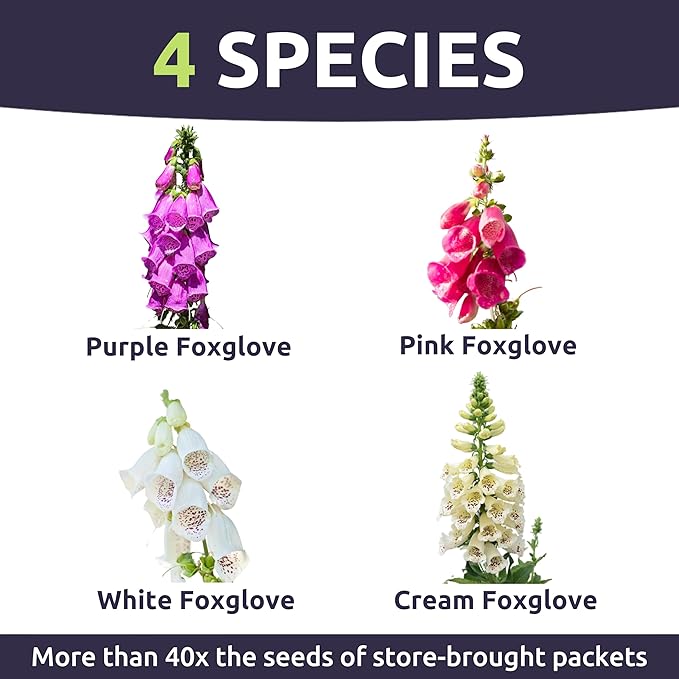 Foxglove Mixed Colors - Bulk 2 Ounce Pouch - 500,000 Flower Seeds for Planting - Digitalis purpurea