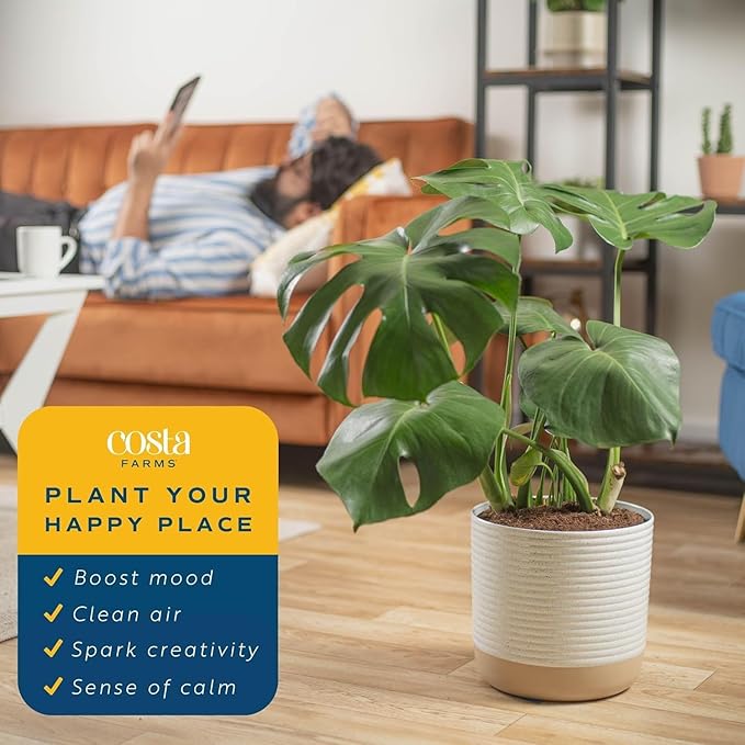 Costa Farms Monstera Plant (2-Pack), Live Indoor Set of Plants Houseplants in Indoors Garden Planter Pots, Housewarming, Air-Purifying Decoration for Home, Office, and Room Decor, 2-3 Feet Tall